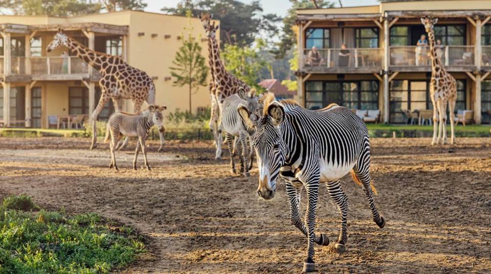 Zebra In Vakantiepark Beekse Bergen