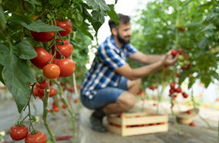 Arbeidsmigratie Tomatenteelt