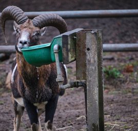 Mouflon