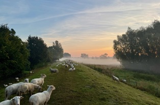 Gemeente Land Van Cuijk Talut Met Schapen