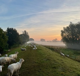 Gemeente Land Van Cuijk Talut Met Schapen