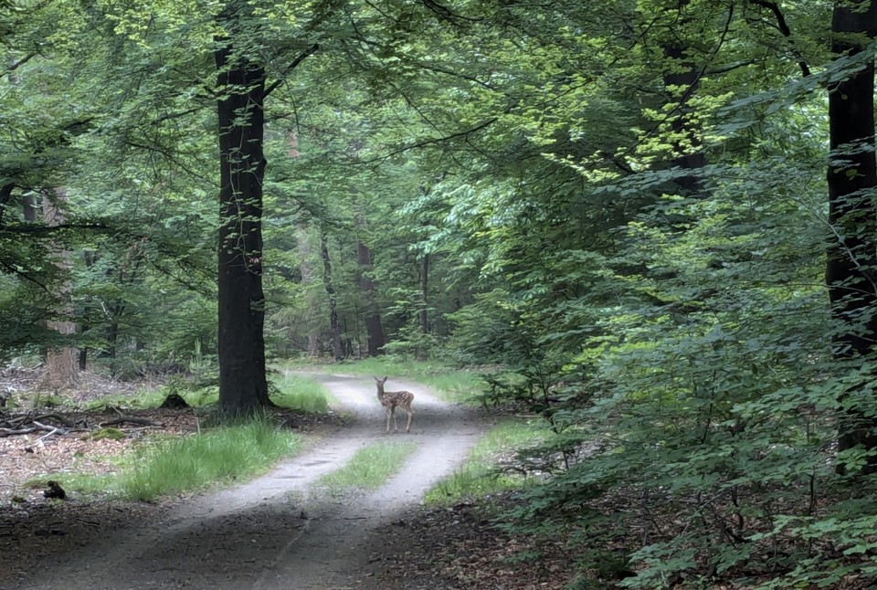 Nationale Park De Hoge Veluwe - natuur met hert